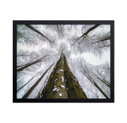 Winter Forest Reach