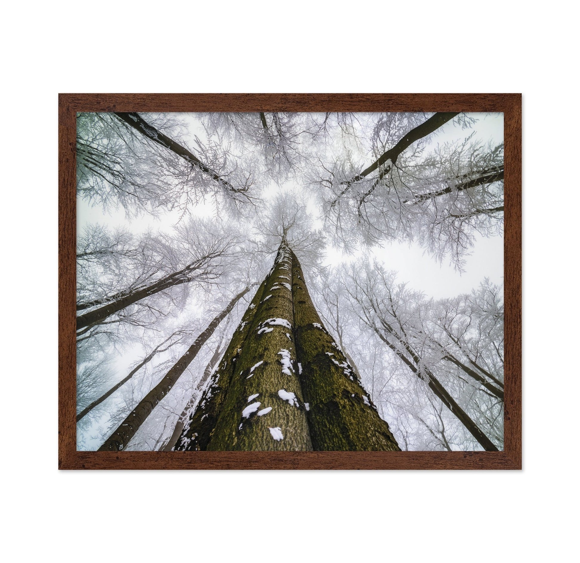 Winter Forest Reach