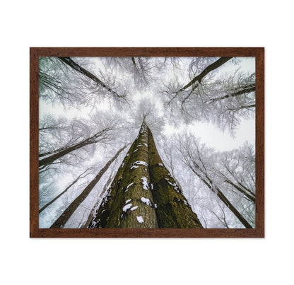 Winter Forest Reach