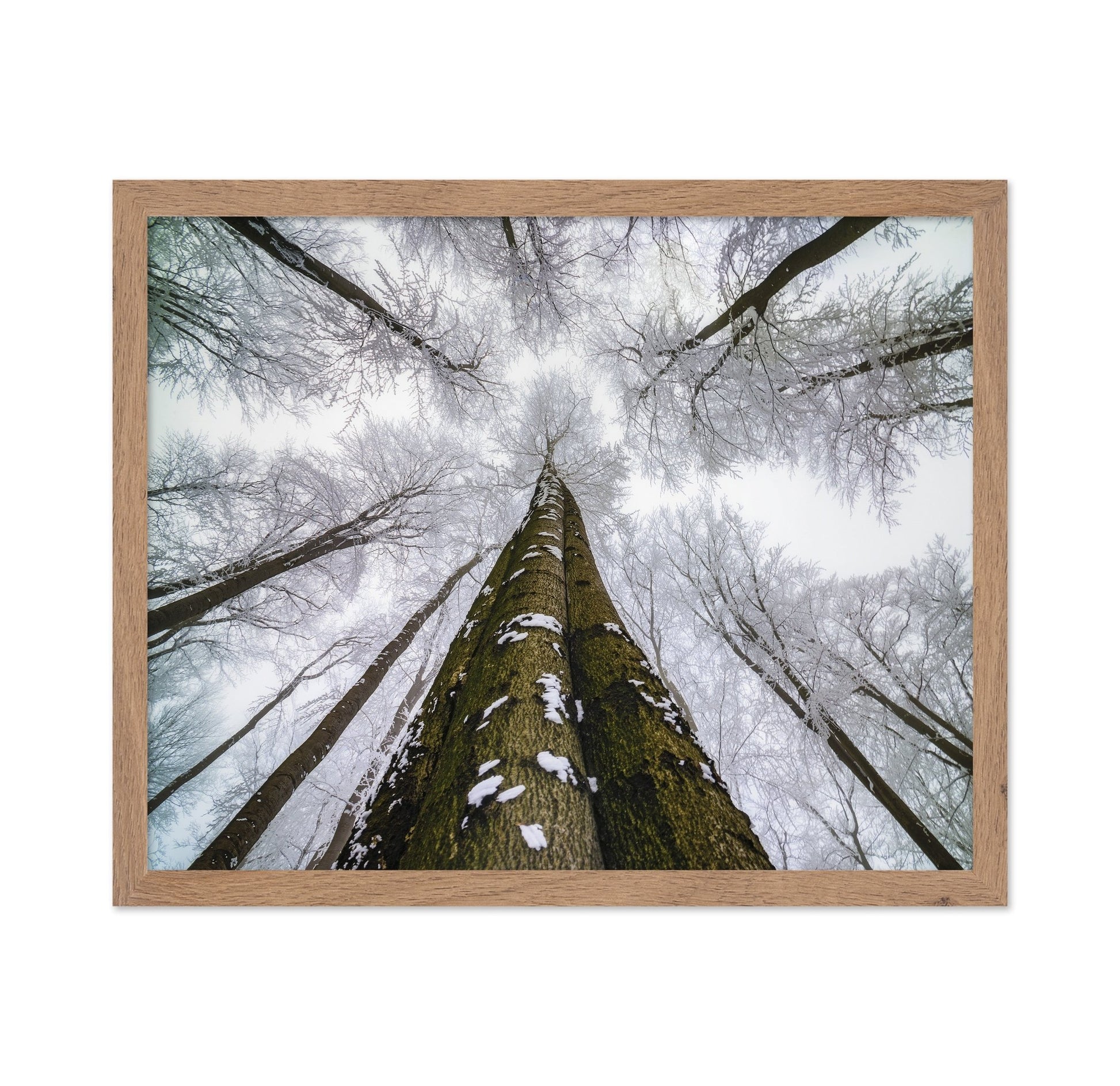 Winter Forest Reach