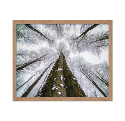 Winter Forest Reach