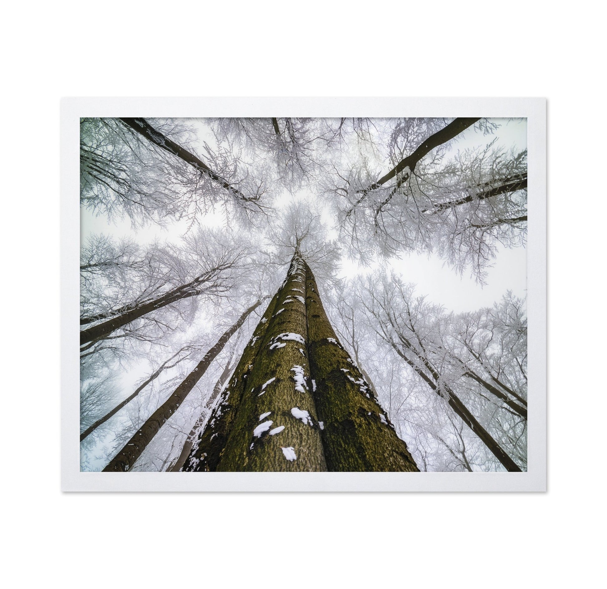 Winter Forest Reach