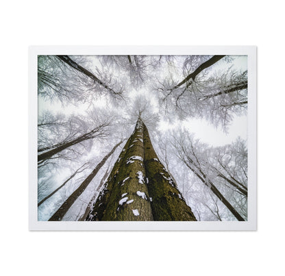 Winter Forest Reach