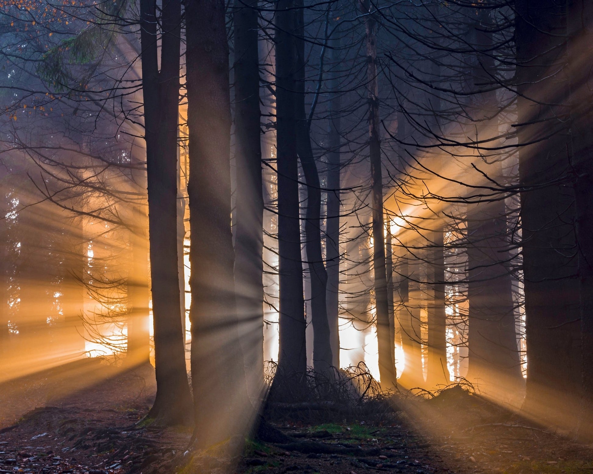 Forest Sun Rays