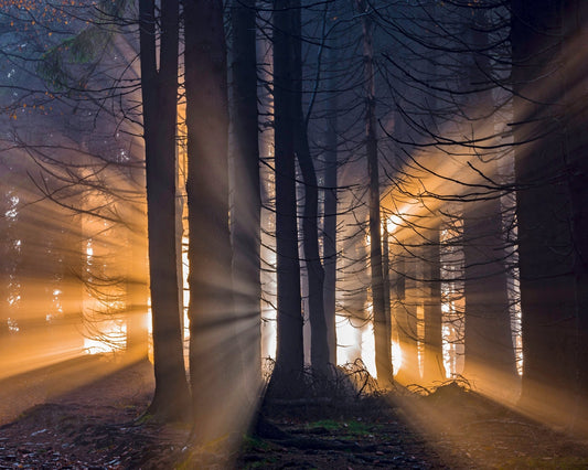 Forest Sun Rays
