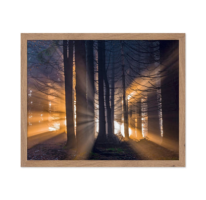 Forest Sun Rays