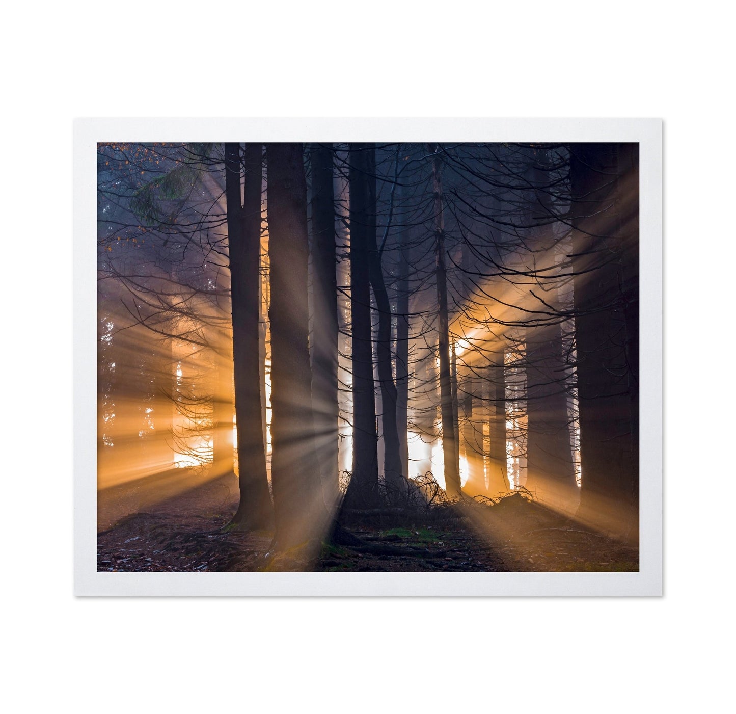 Forest Sun Rays