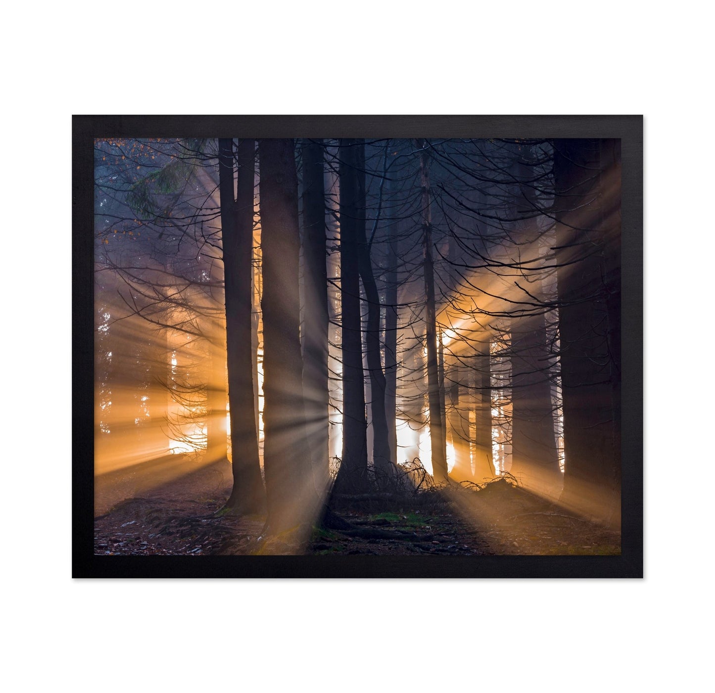 Forest Sun Rays