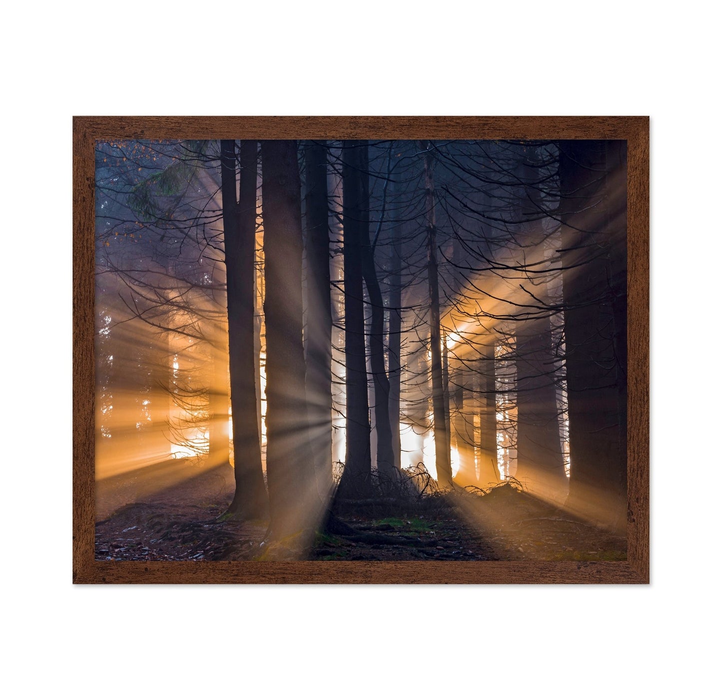 Forest Sun Rays