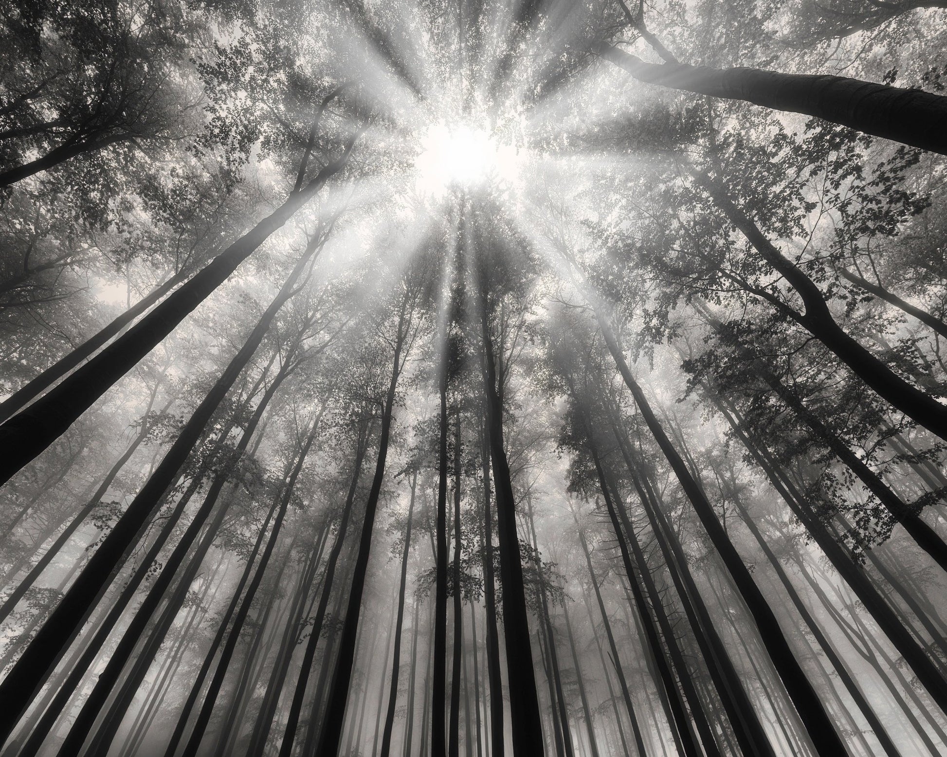 Forest Light Beams