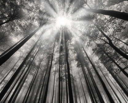 Forest Light Beams