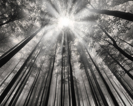 Forest Light Beams