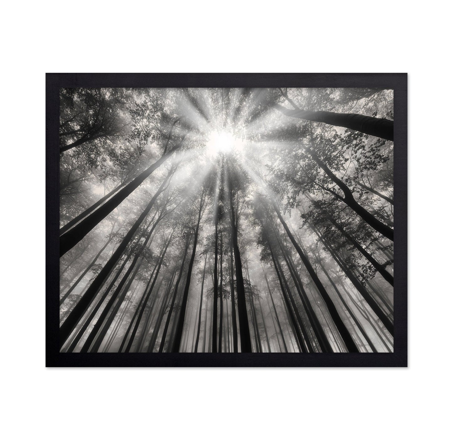 Forest Light Beams