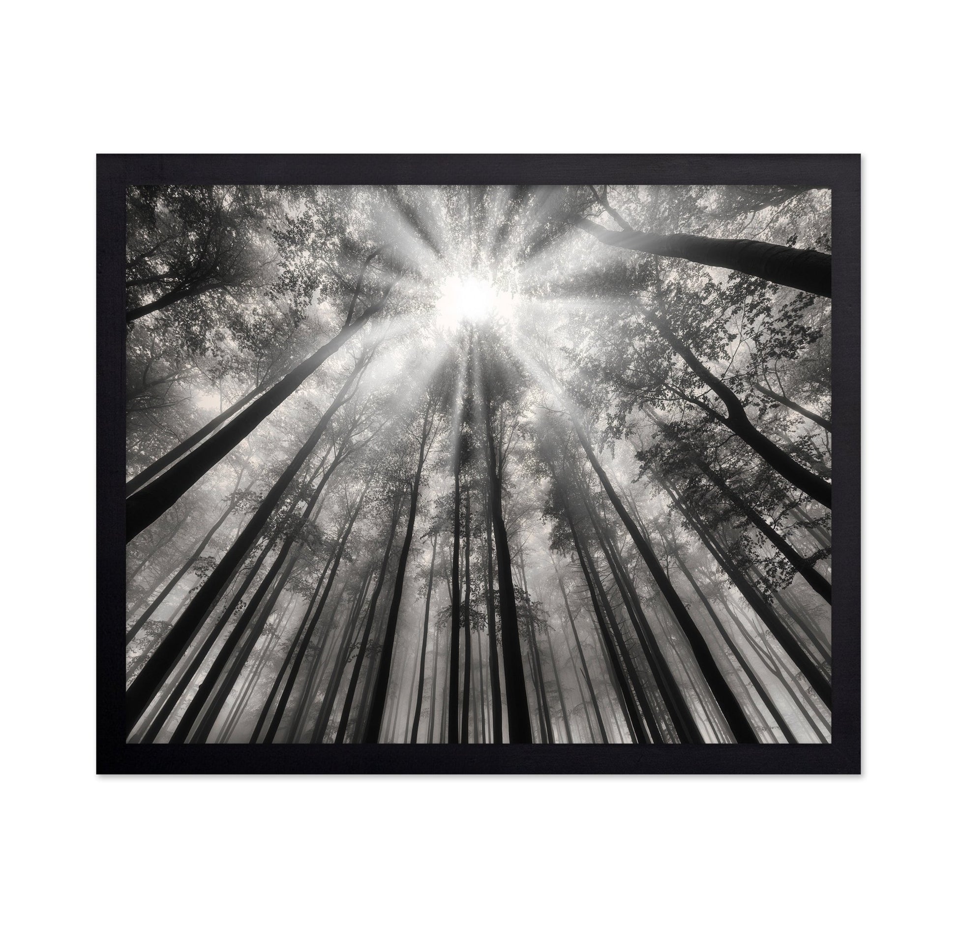 Forest Light Beams