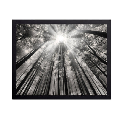 Forest Light Beams