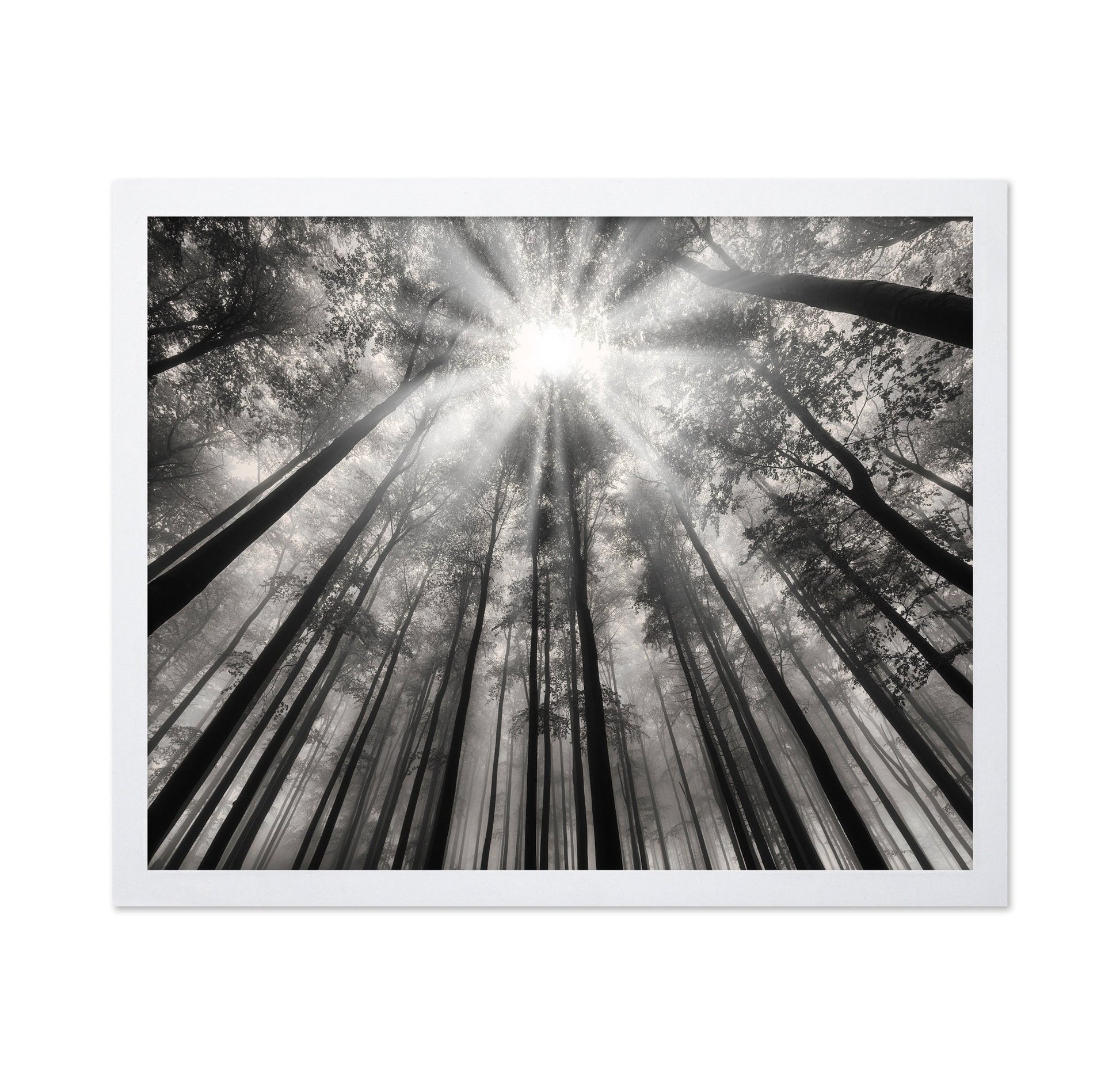 Forest Light Beams