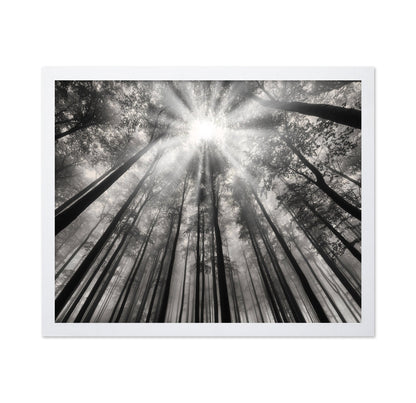 Forest Light Beams