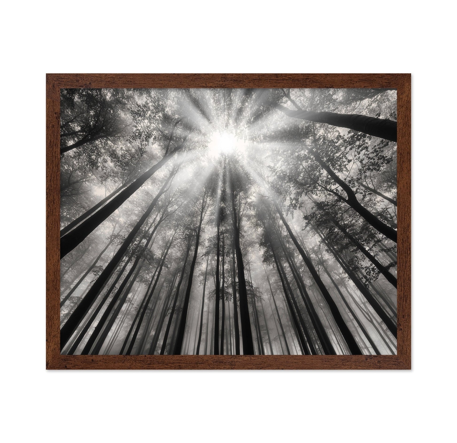 Forest Light Beams