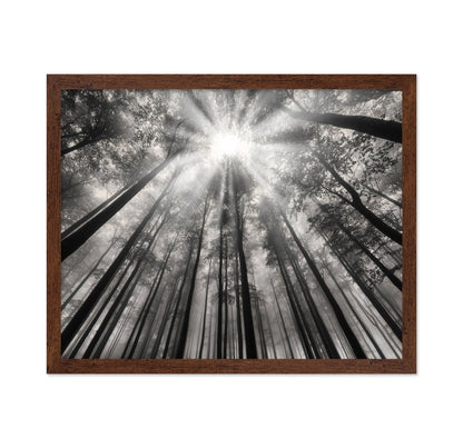 Forest Light Beams