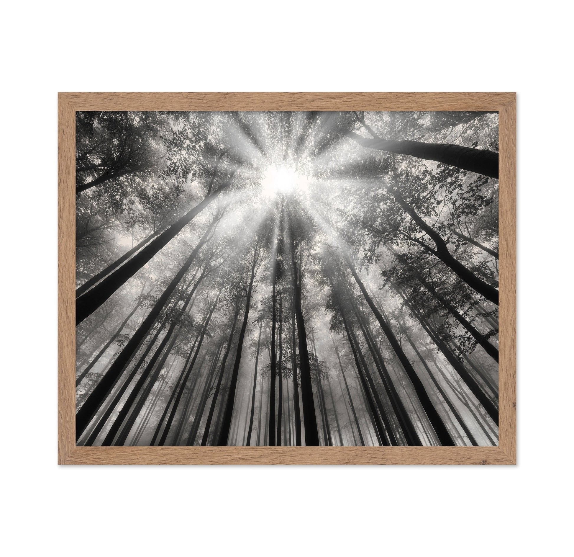 Forest Light Beams