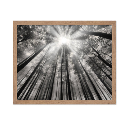 Forest Light Beams