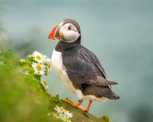Puffin Floral Perch