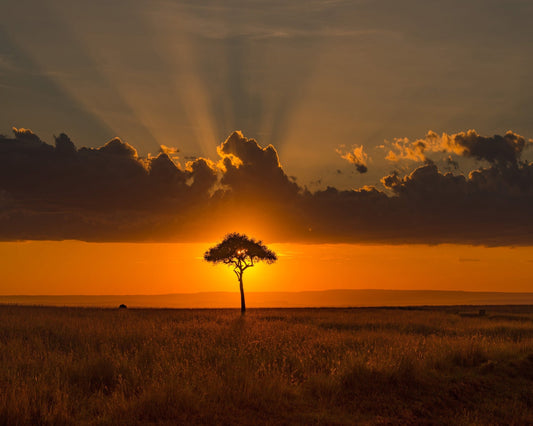 Golden Tree Horizon