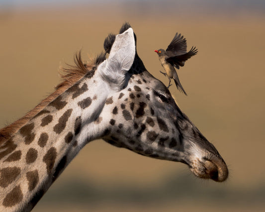 Giraffe Bird Moment