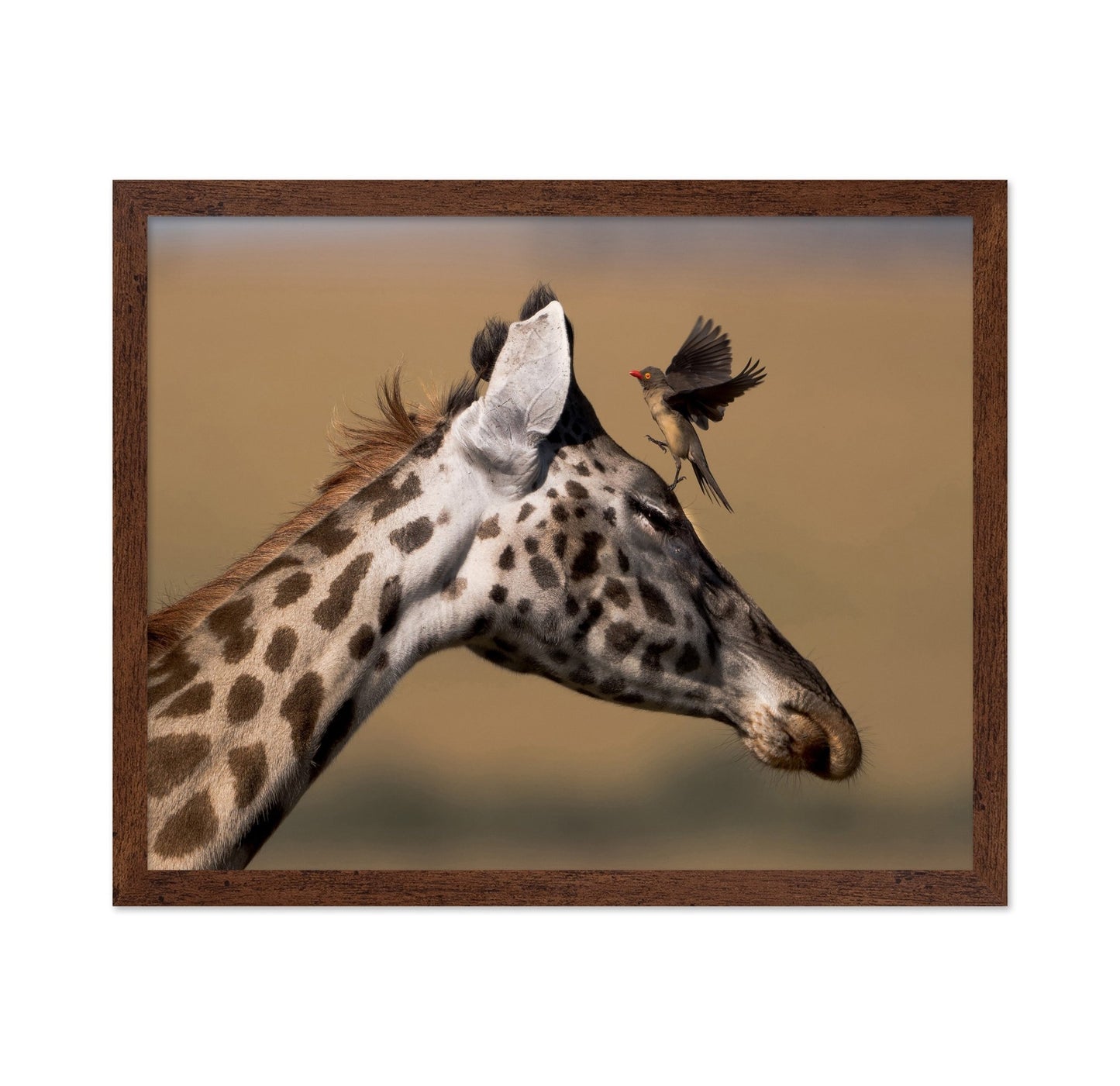 Giraffe Bird Moment