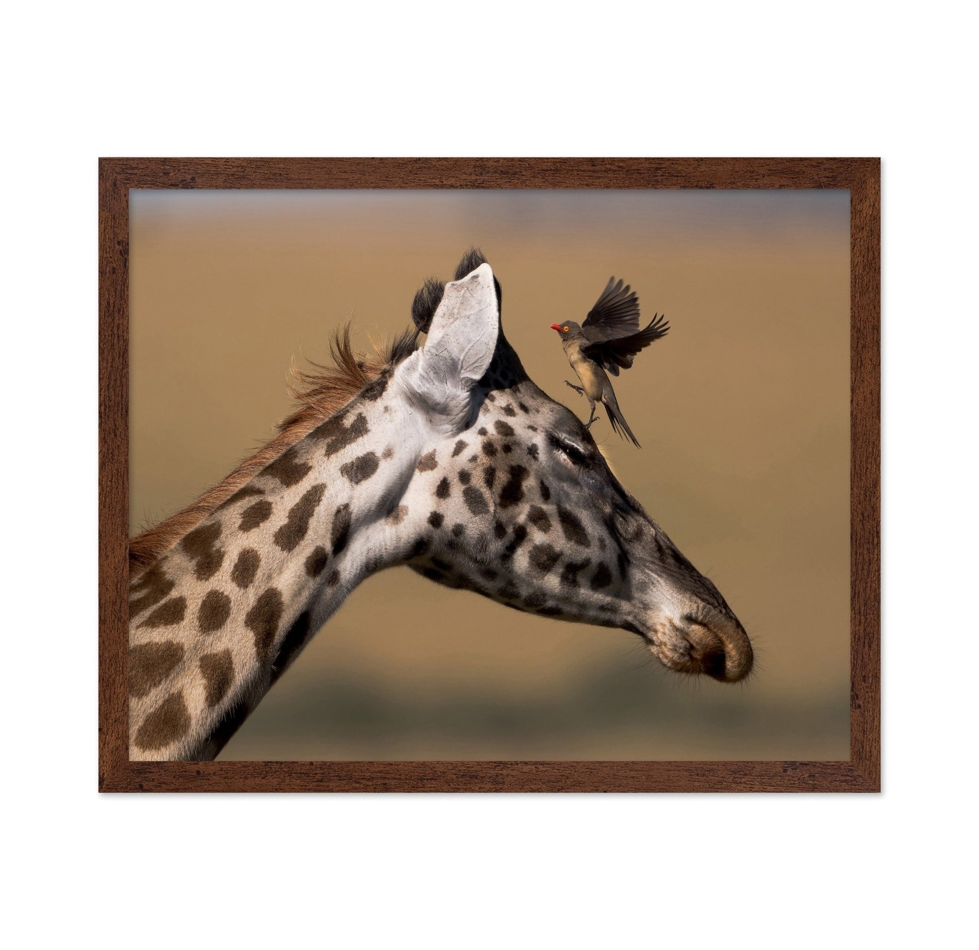 Giraffe Bird Moment