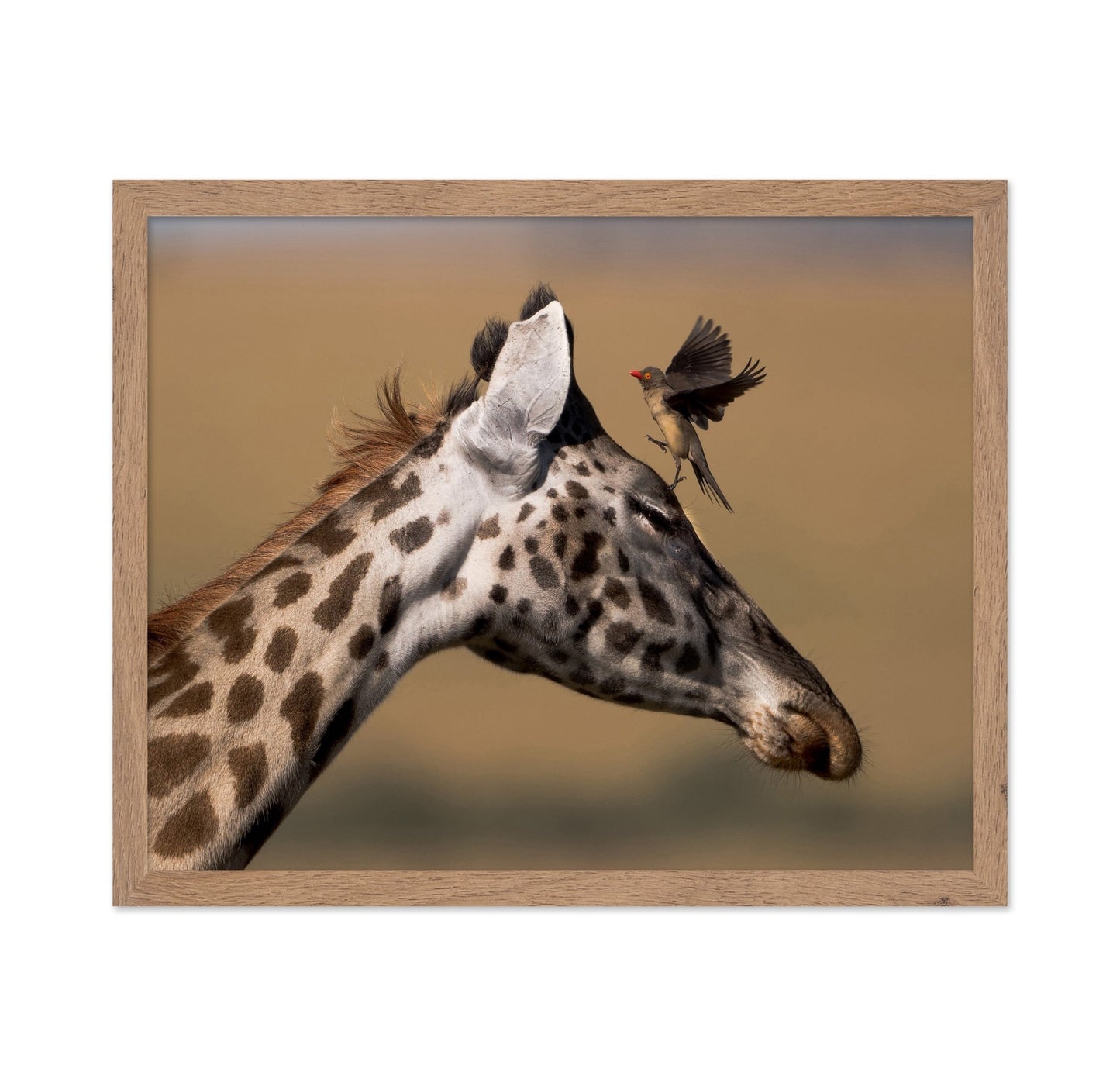 Giraffe Bird Moment