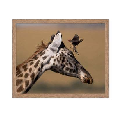 Giraffe Bird Moment