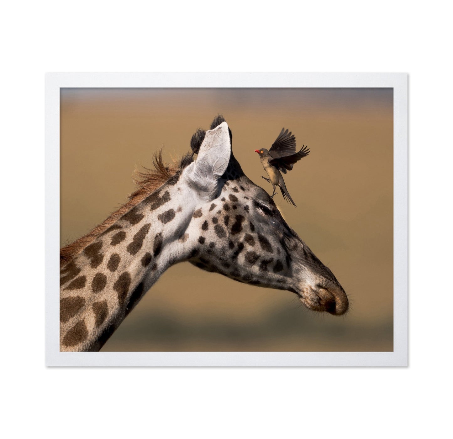 Giraffe Bird Moment