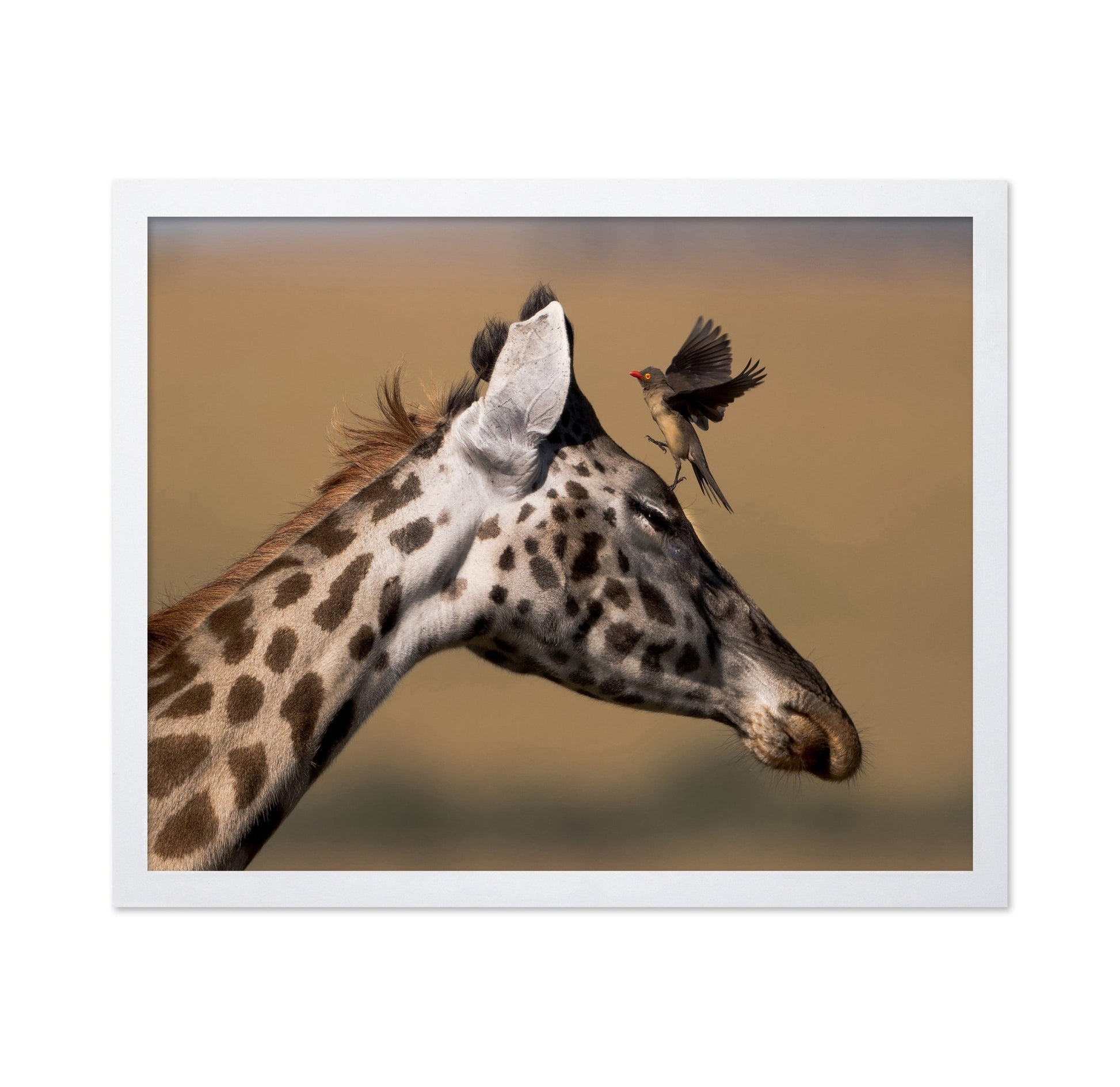 Giraffe Bird Moment