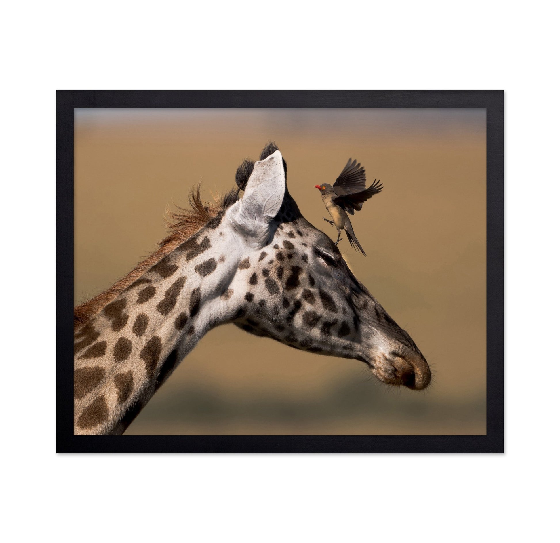 Giraffe Bird Moment