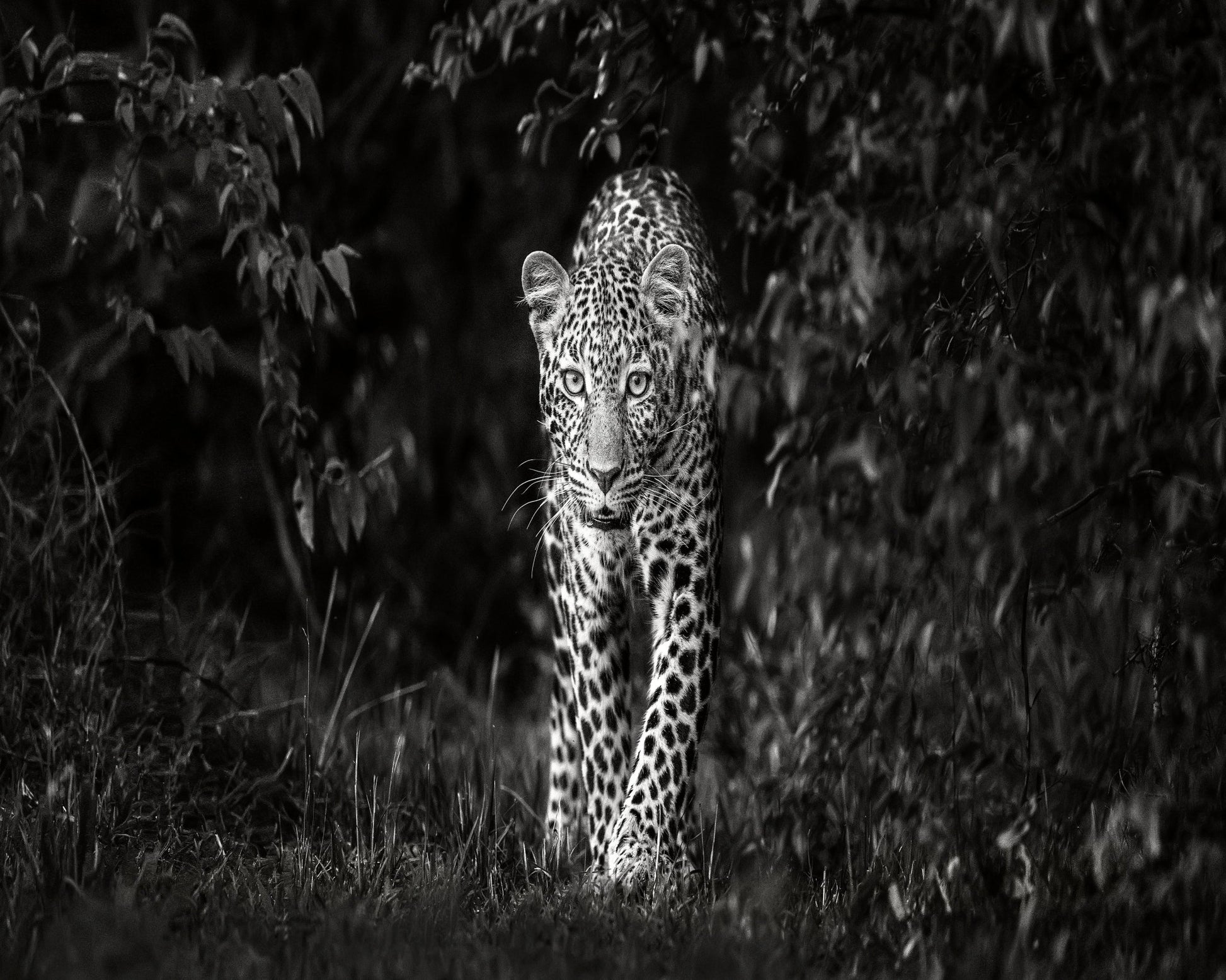 Leopard Silent Approach