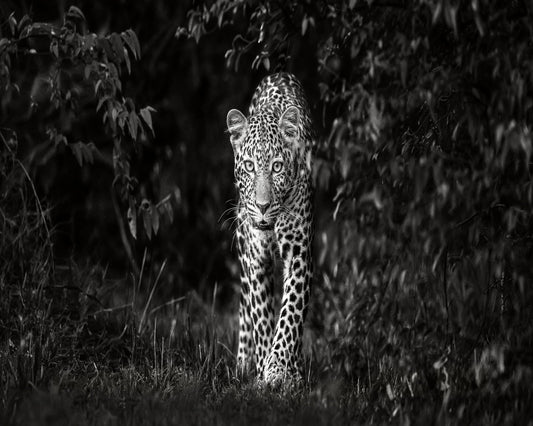 Leopard Silent Approach