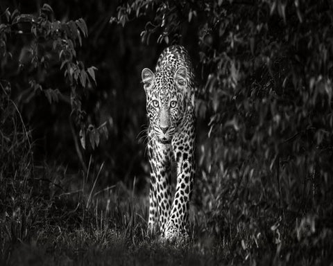 Leopard Silent Approach