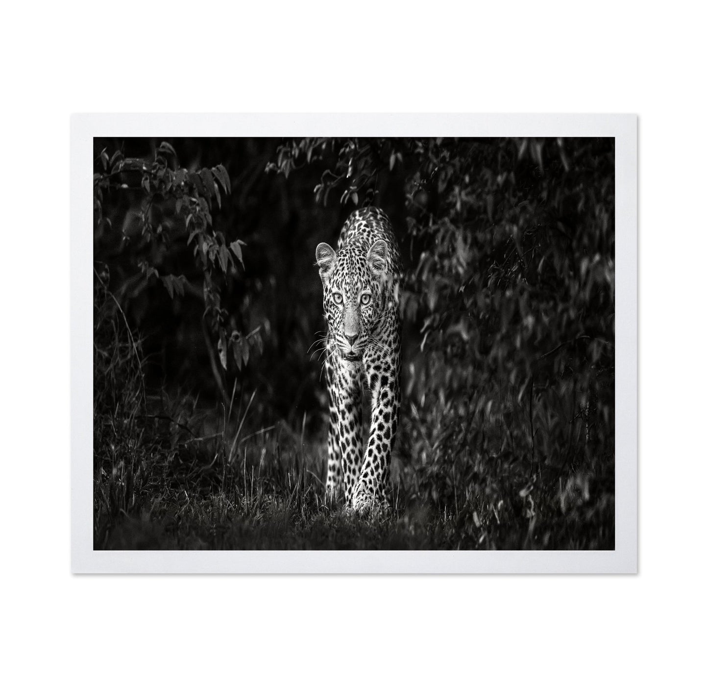 Leopard Silent Approach