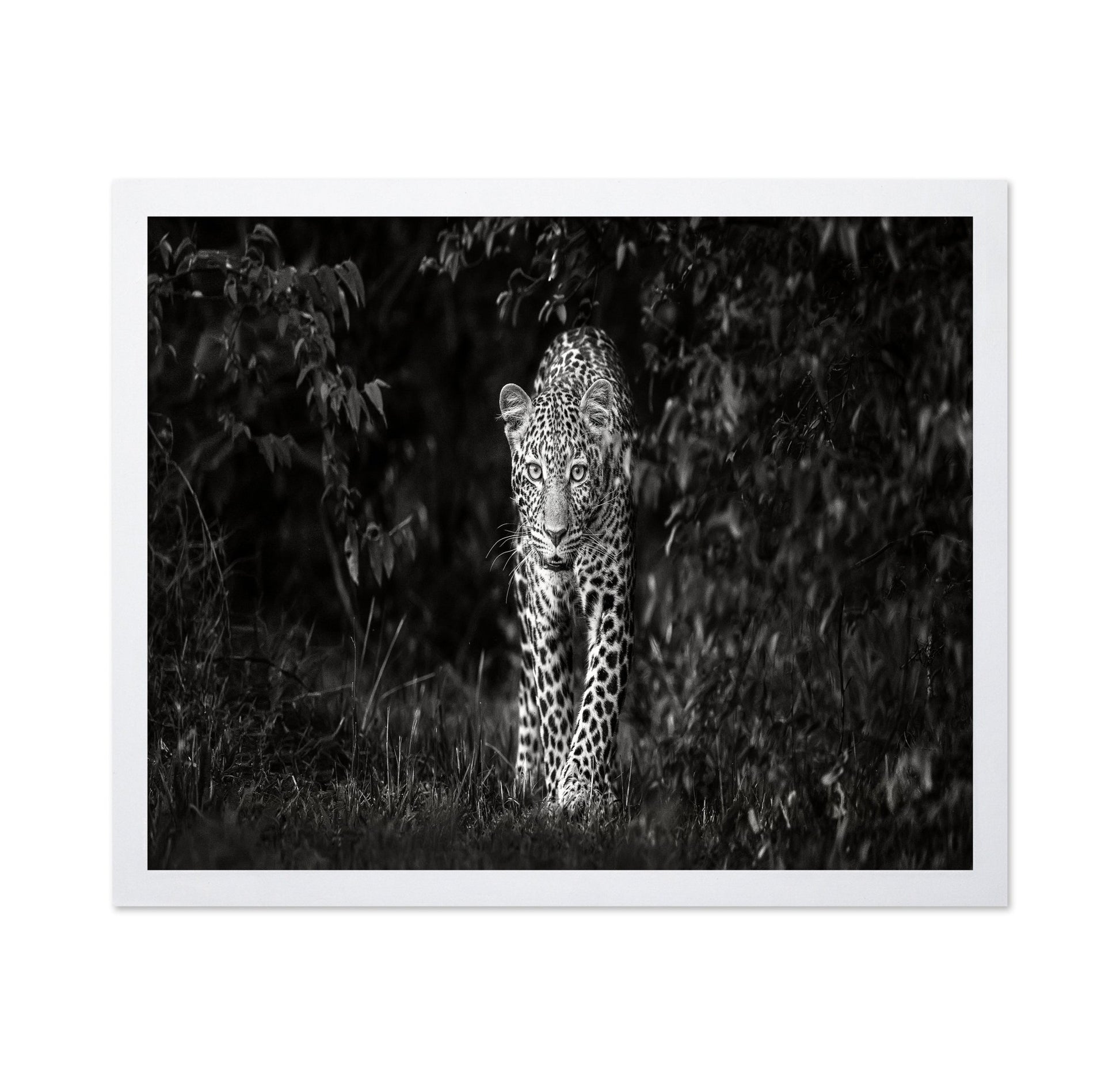 Leopard Silent Approach