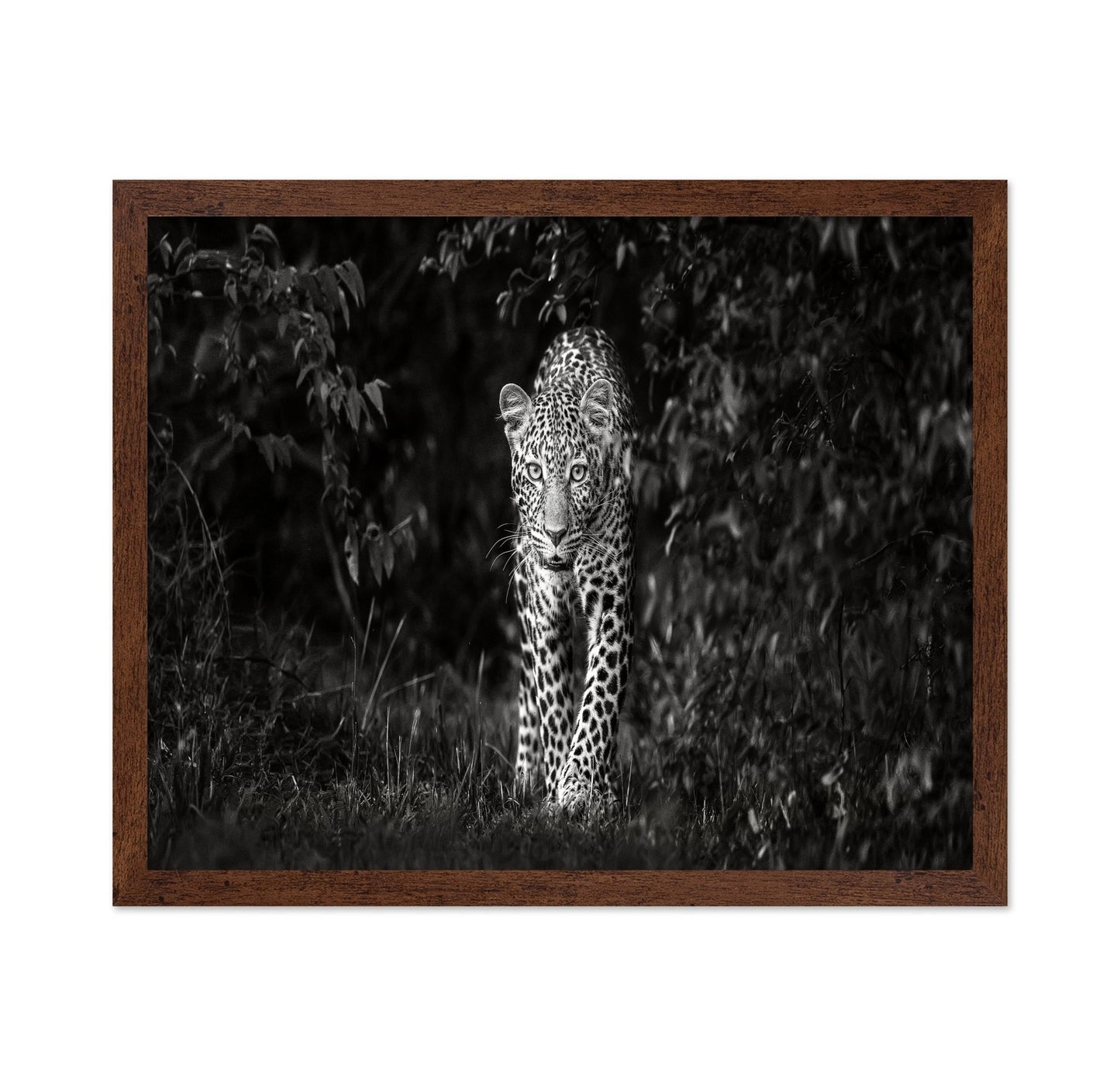 Leopard Silent Approach