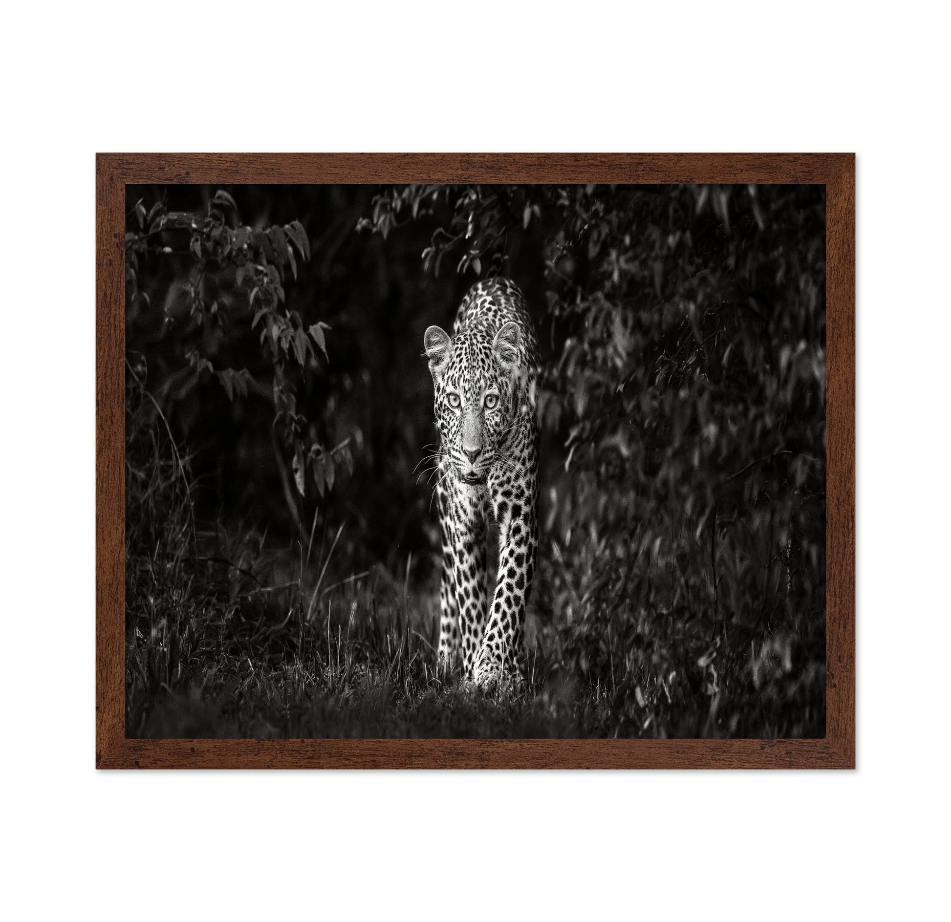 Leopard Silent Approach