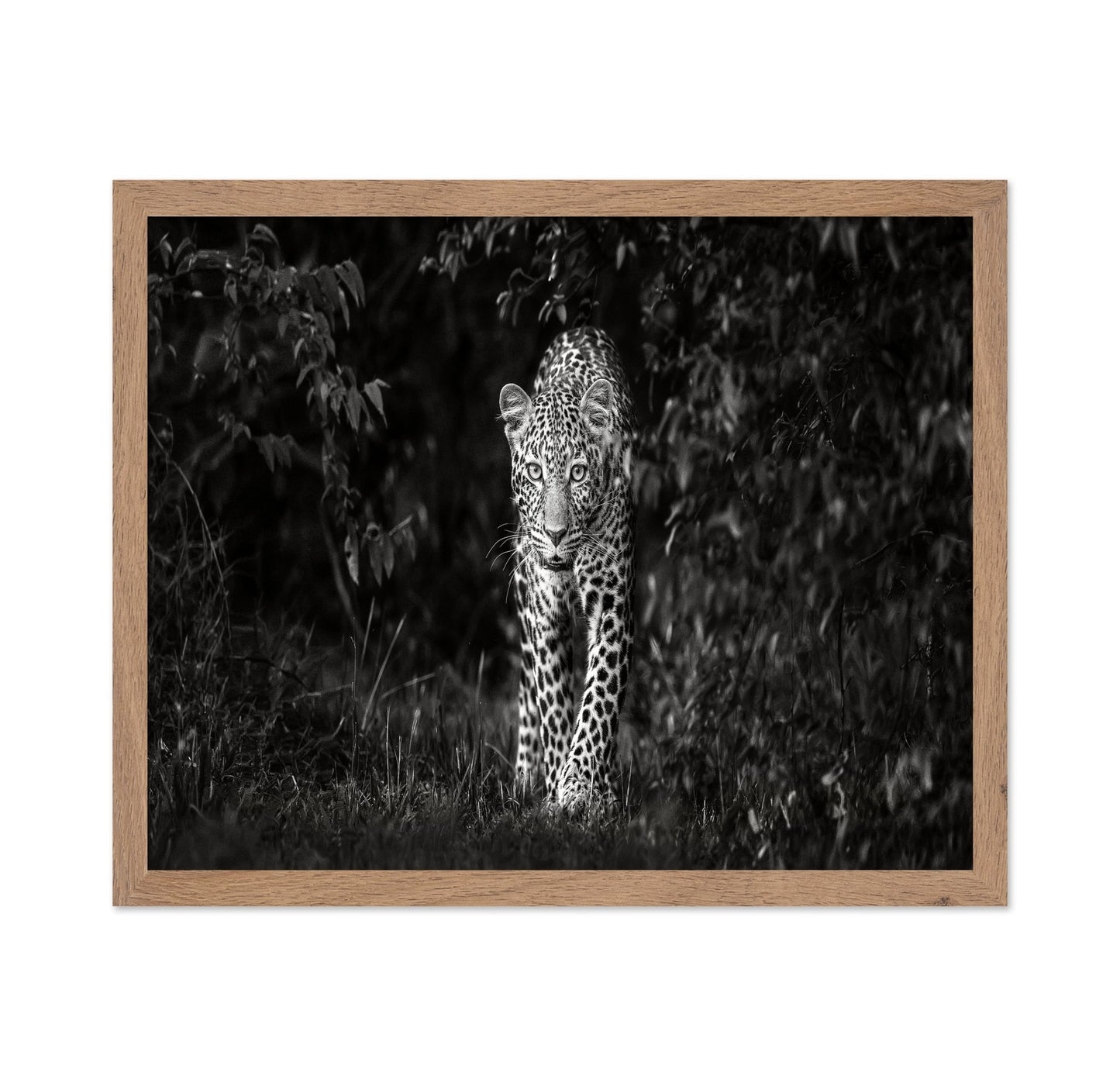 Leopard Silent Approach