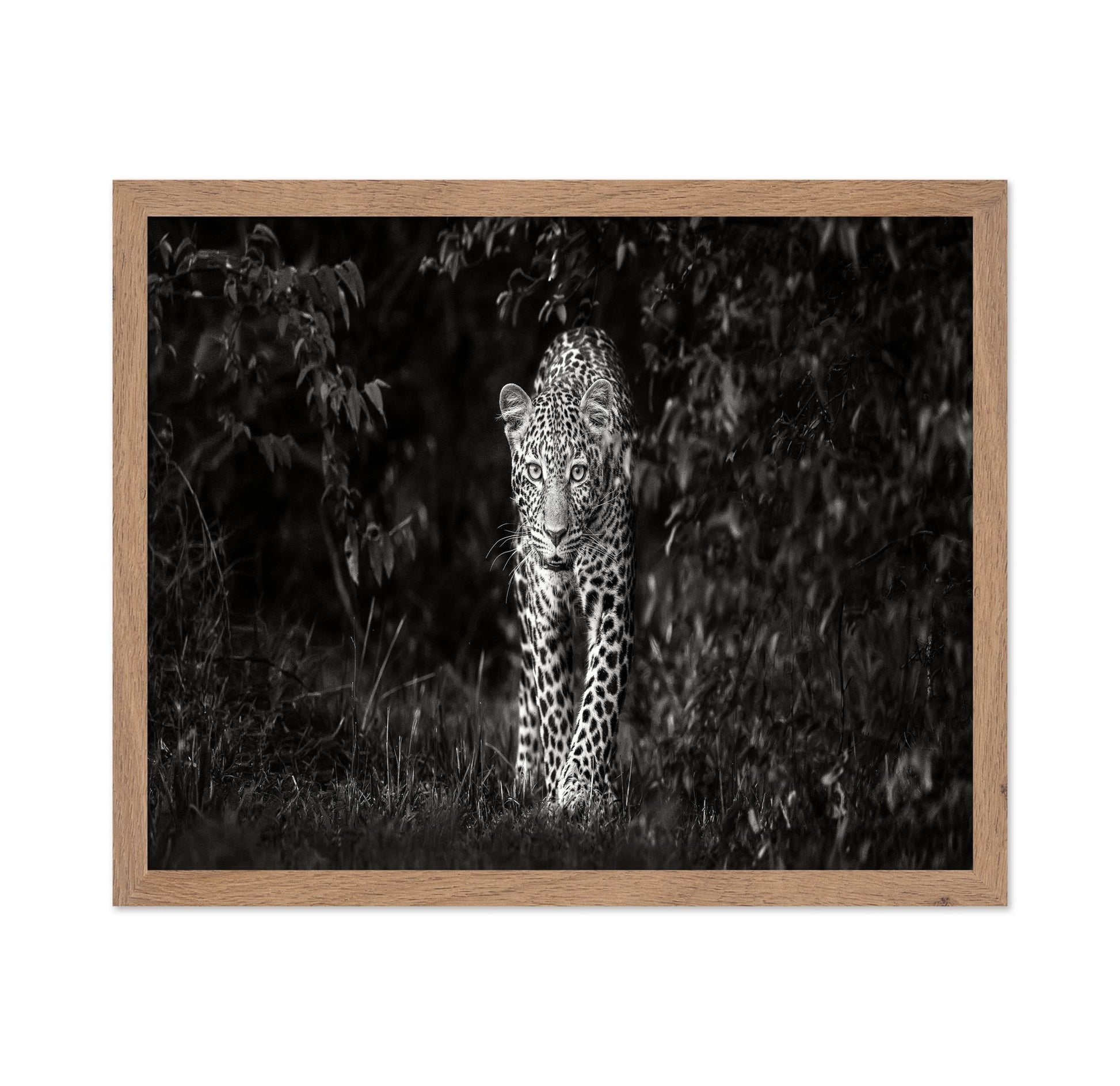 Leopard Silent Approach