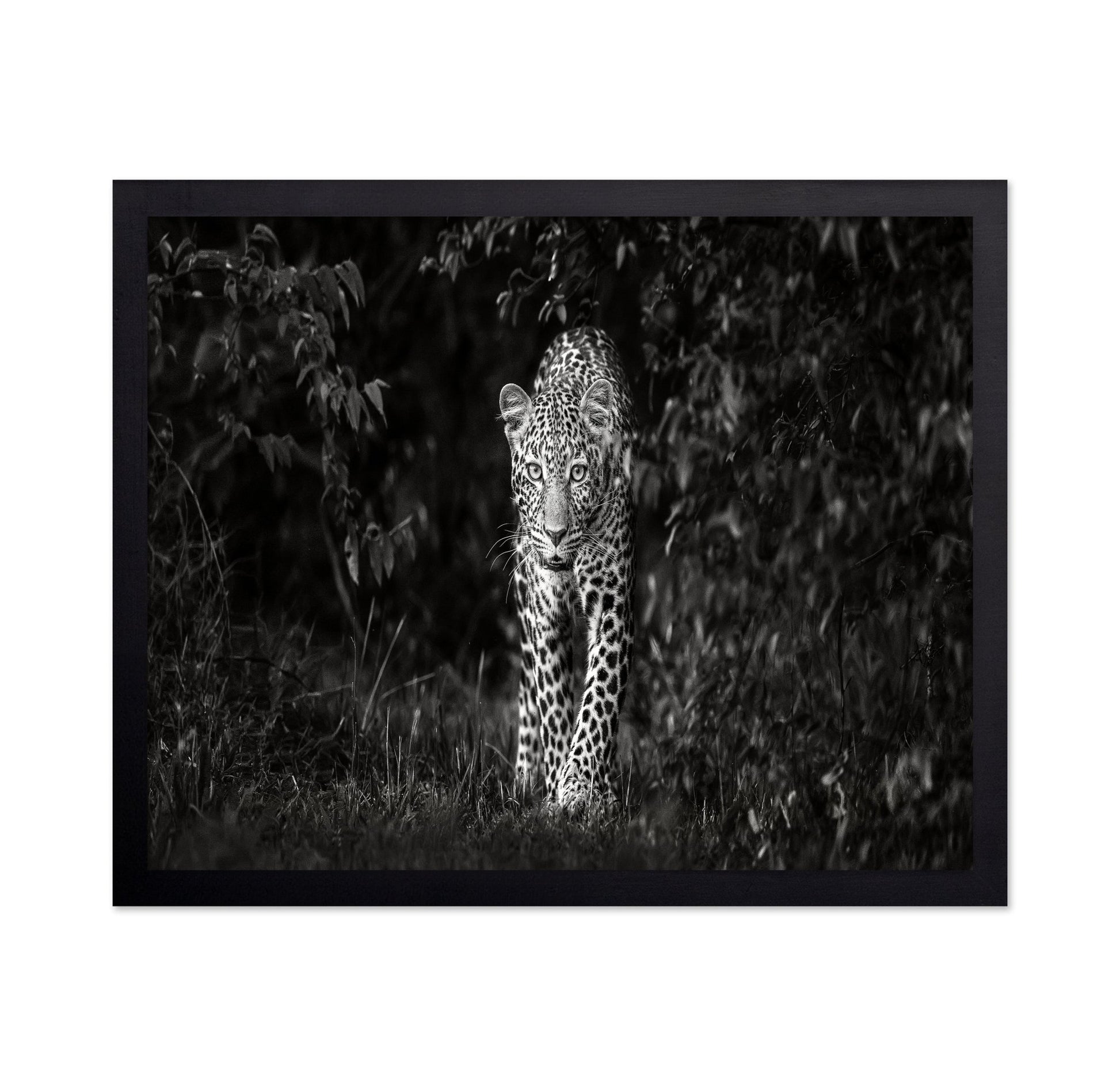 Leopard Silent Approach