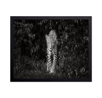 Leopard Silent Approach