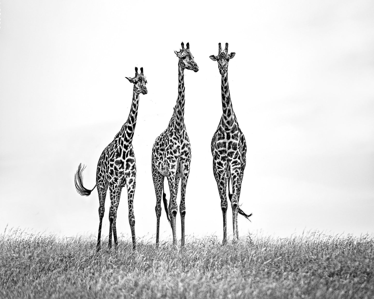 Giraffe Trio Stand