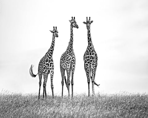 Giraffe Trio Stand