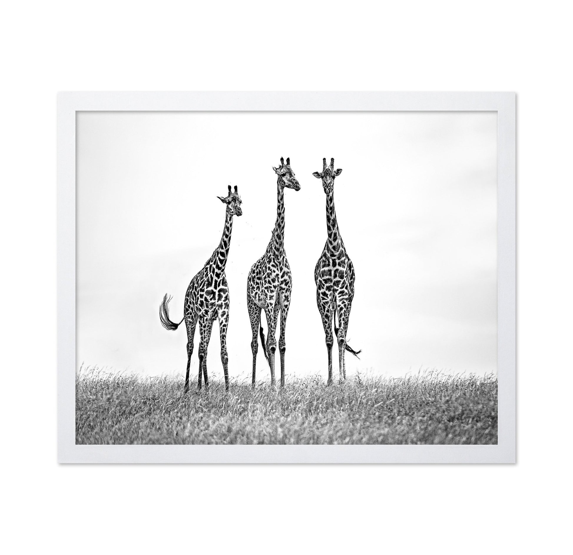 Giraffe Trio Stand