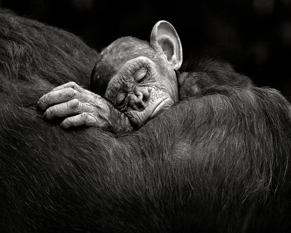 Baby Chimp Tender Rest